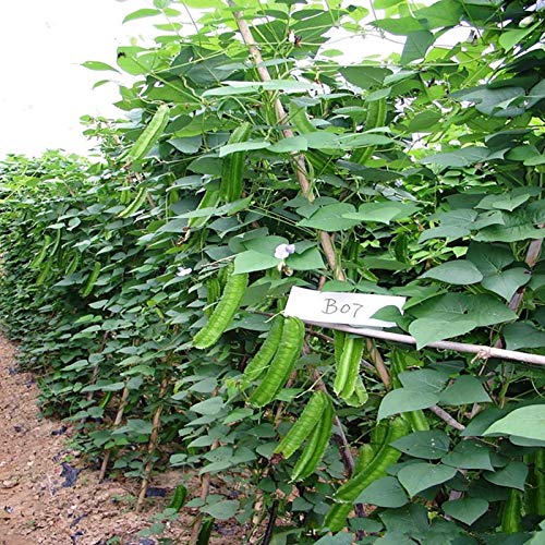 VibeX Hybrid Winged Bean Seeds-100 Seeds