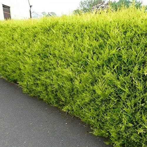 10 Gold Leylandii Hedging Plants Evergreen Conifer Fast Growth 30-45cm Potted