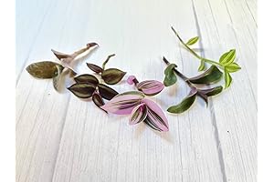 USKC Rootless Hydroponic Plant Cuttings (5 Types of Wandering Jewel)