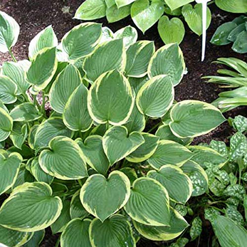 6 x Hosta Fortunei 'Aureomarginata' - Godet 9x9cm - Feuillage panaché jaune-vert, floraison estivale, massifs ombragés