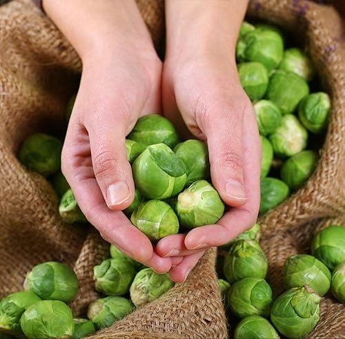 Miniatura 3 de Semillas Coles de Bruselas Long Island - Ecológicas