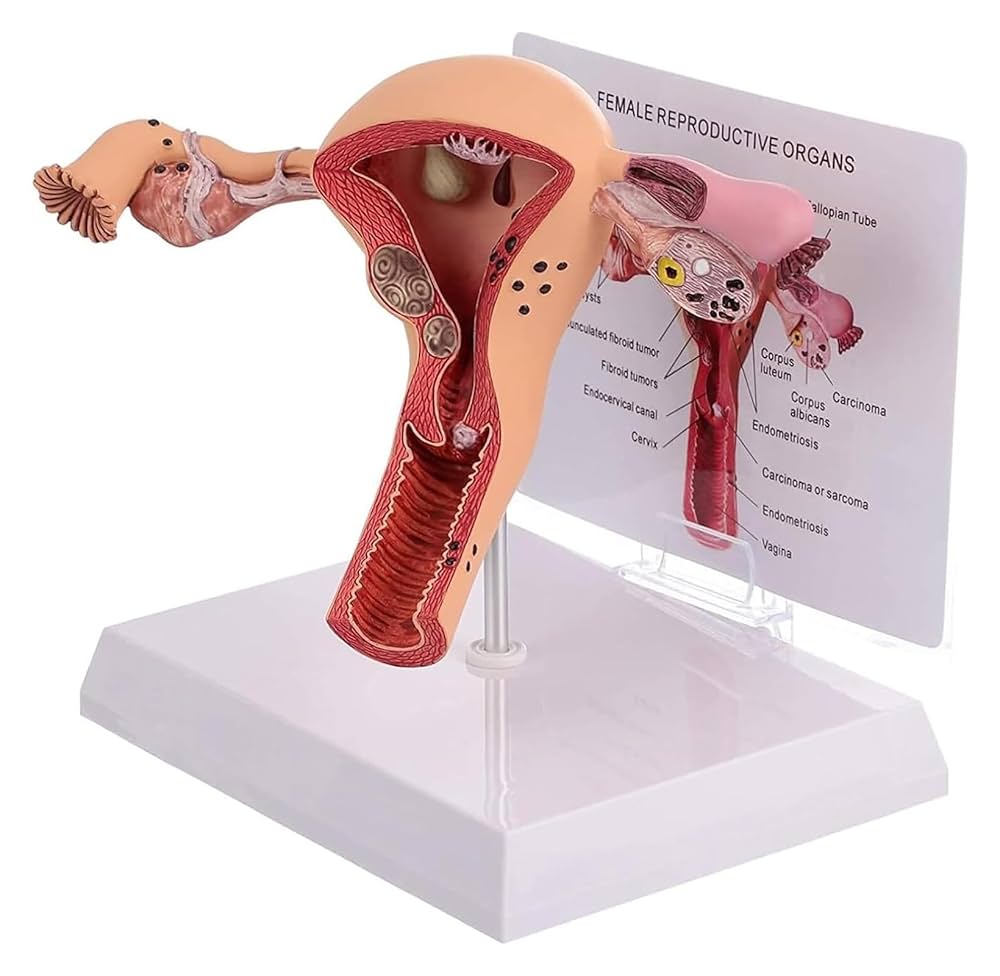 Amazon.co.jp: 解剖モデル 女性の生殖器系人間の子宮モデル 3D