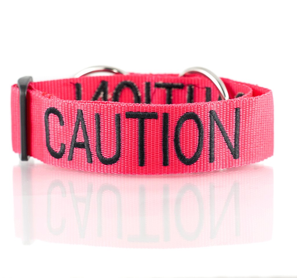 What Do Dog Collar Colors Mean