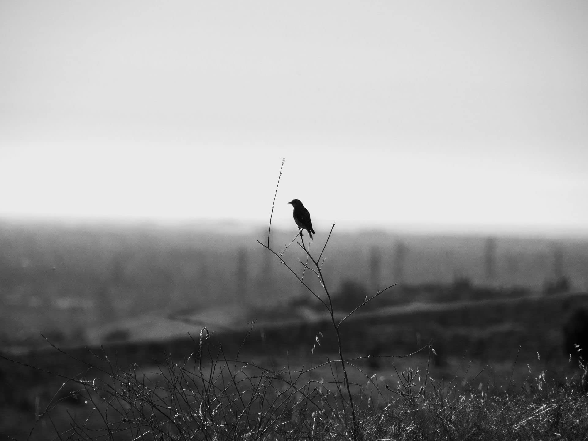 Something Machines Don't Do