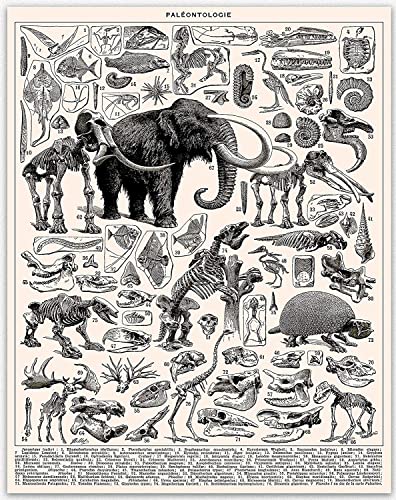 Poster paléontologie Wallbuddy original comme idée cadeau pour un étudiant ou amateur de sciences