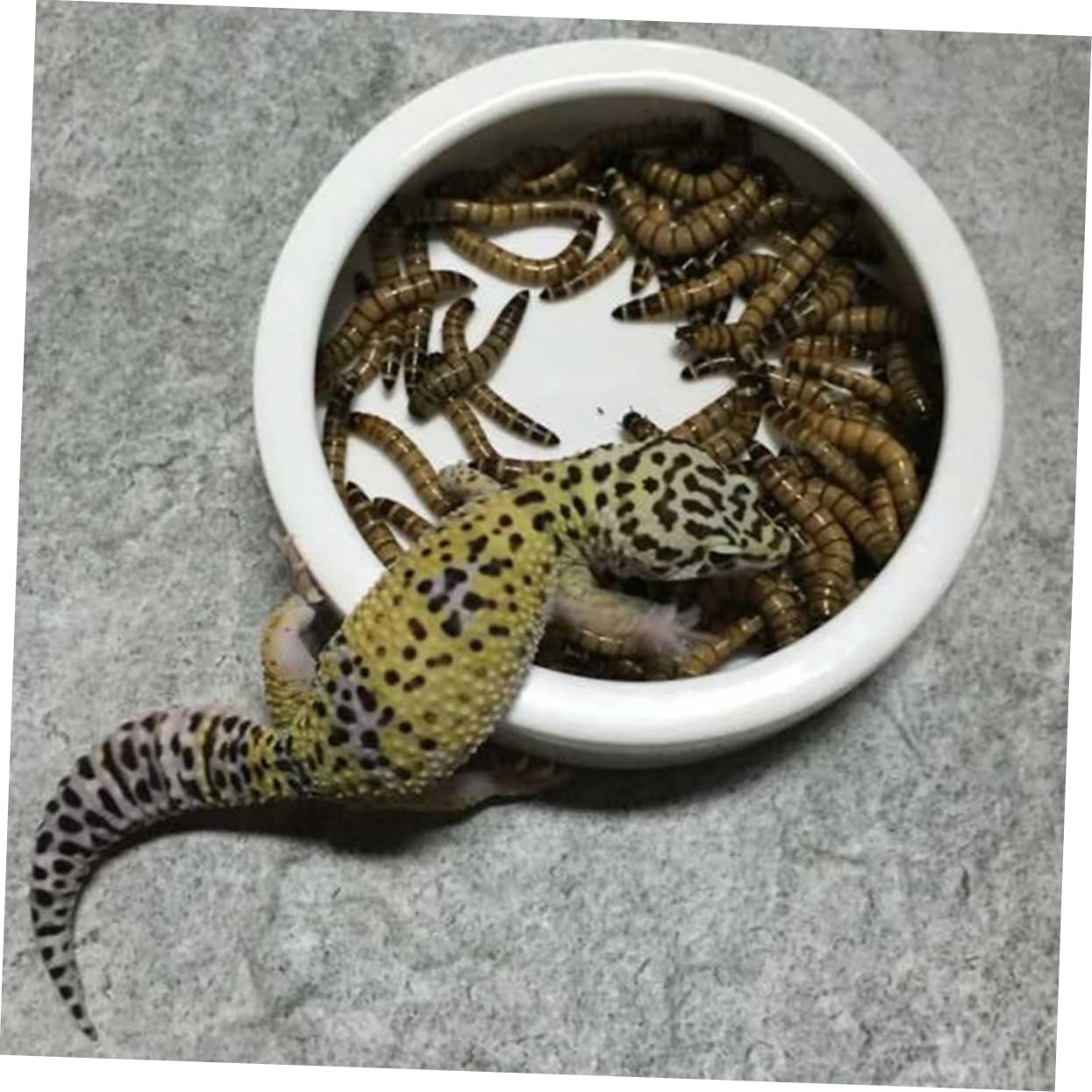 Ciotola per l'acqua per rettili Ciotola for rettili, 9 pezzi di ciotola in ceramica for animali domestici, ciotola for acqua, pinzette for rettili, pinze for l'alimentazione, cibo for grilli, pasto fo