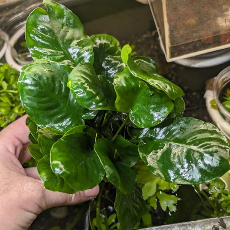 Amazon.co.jp: アヌビアス コインリーフ 水草, 無農薬栽培, 観賞用水槽