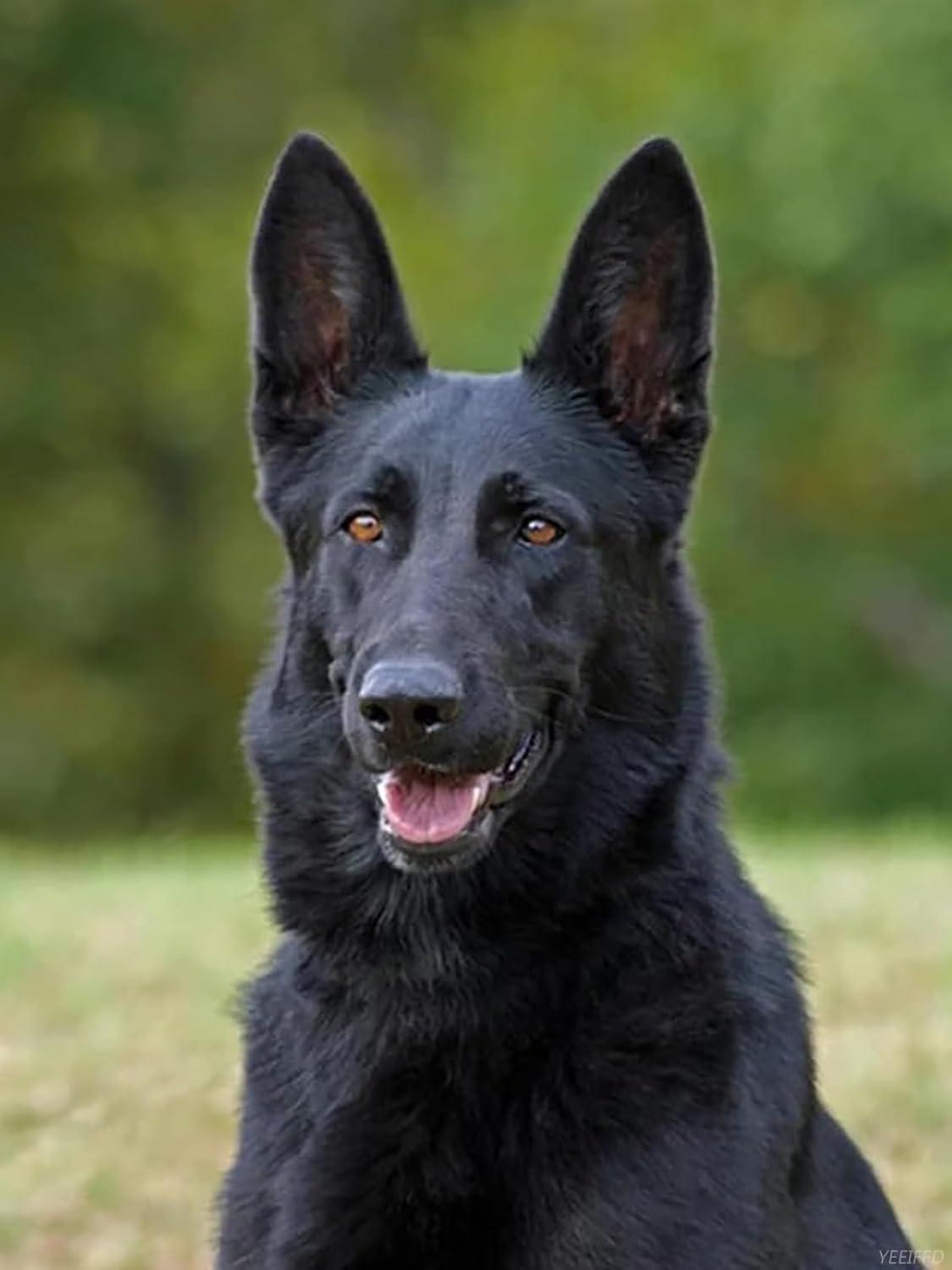 YEEIFFD Diamond Painting Kits for Adults, 5D Diamond Art Painting, Black German Shepherd DIY Full Drill Crystal Rhinestone Arts and Crafts, Gem Art Painting with Diamond Home Wall Decor 12x16inch