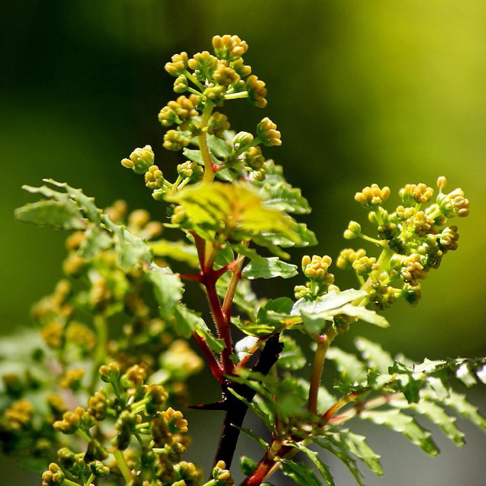 サボテンフェロシオール一鉢47本(太刺タイプ) サボテンフェロシオール