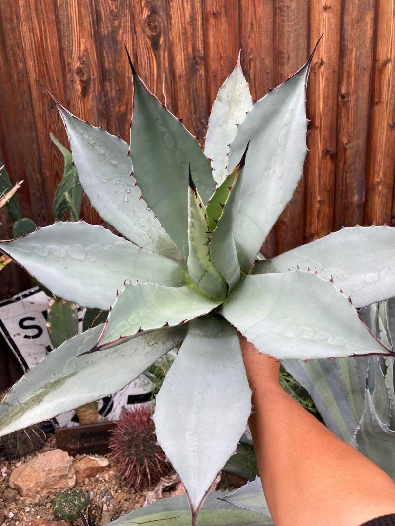 耐寒性アガベ ー大苗◇ドライガーデン吉祥天ユッカ島ヤシ多肉サボテン