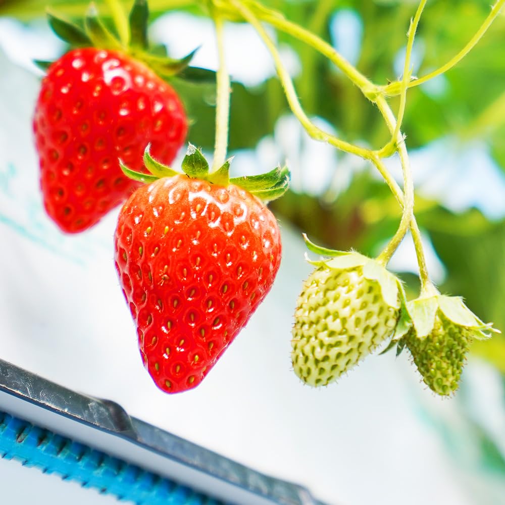 Amazon.co.jp: ITANSE いちご苗 とちおとめ 3号 9個セット 品種