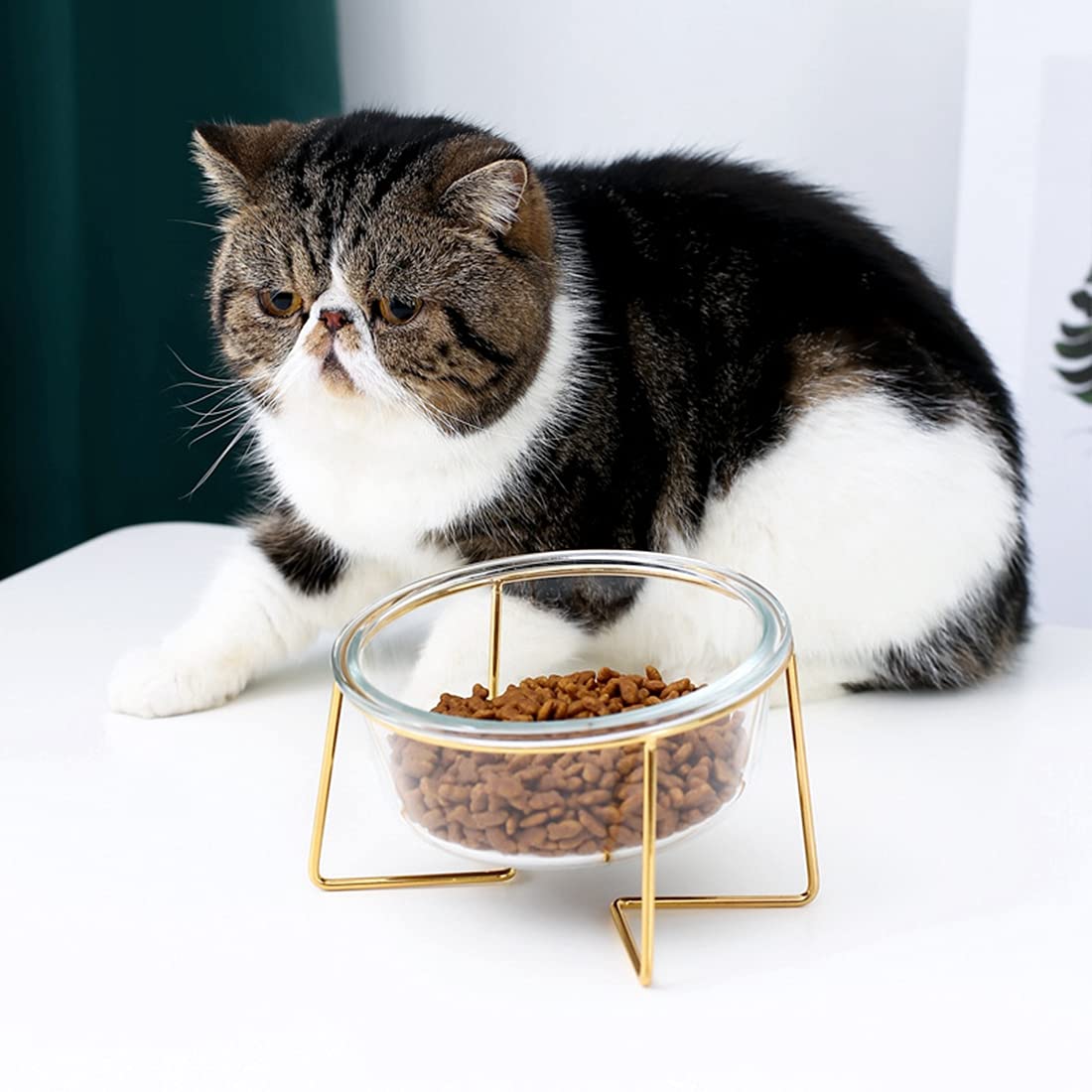 Lopend Vuur: Houd katten n het broedsezoen maar bnnen - RTV Noord