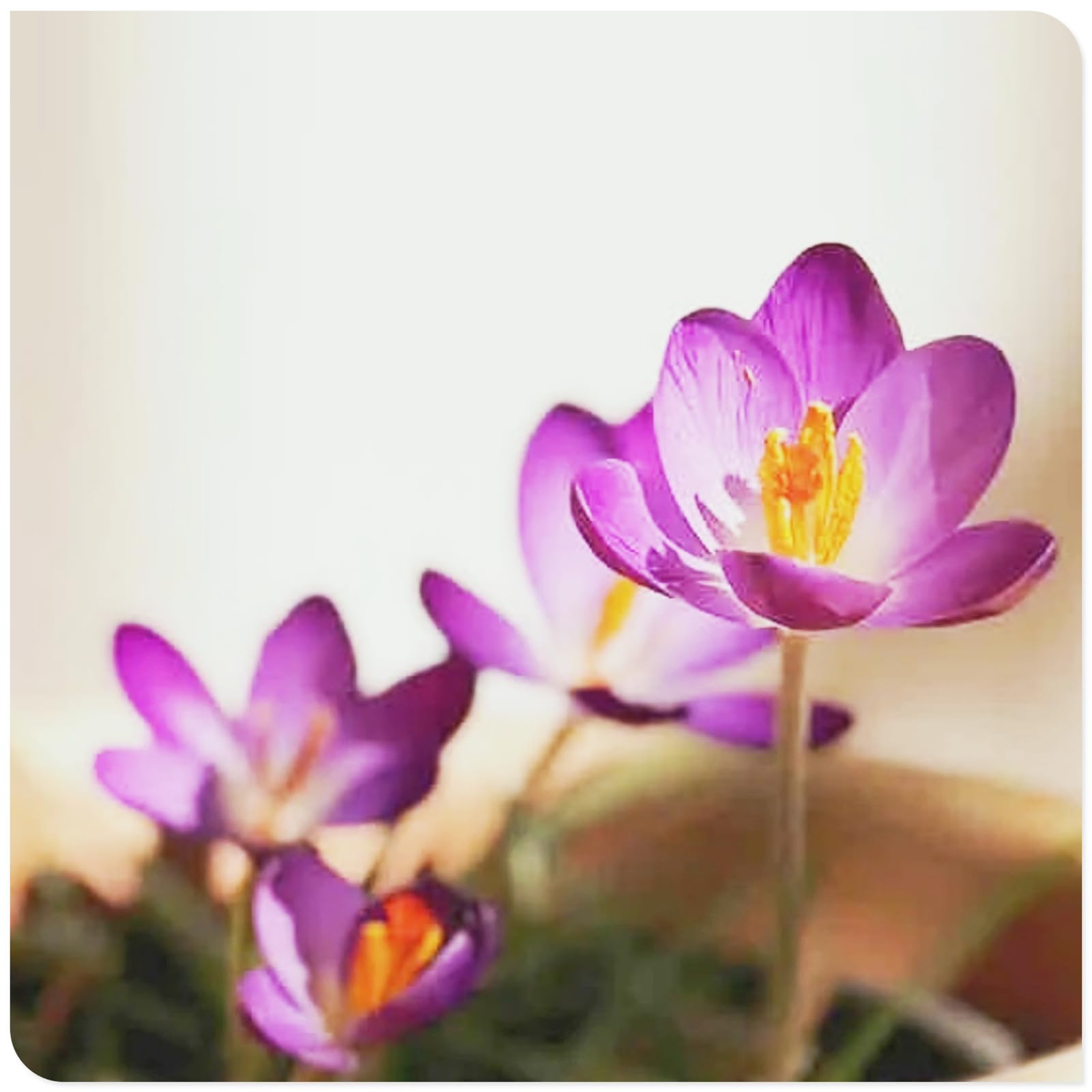 Crocus Bulbs to Plant Now UK/Saffron Crocus Bulbs-Bedding/Gorgeous/Potted/Plants/Rhizome/Ornamental/Resistant-8 Bulbs-I