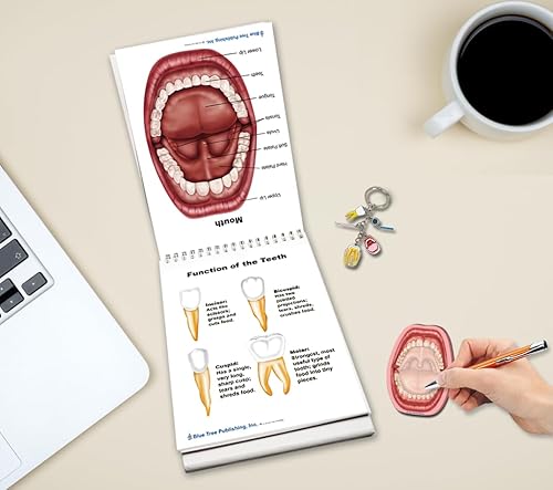 Rotafolios de anatomía dental