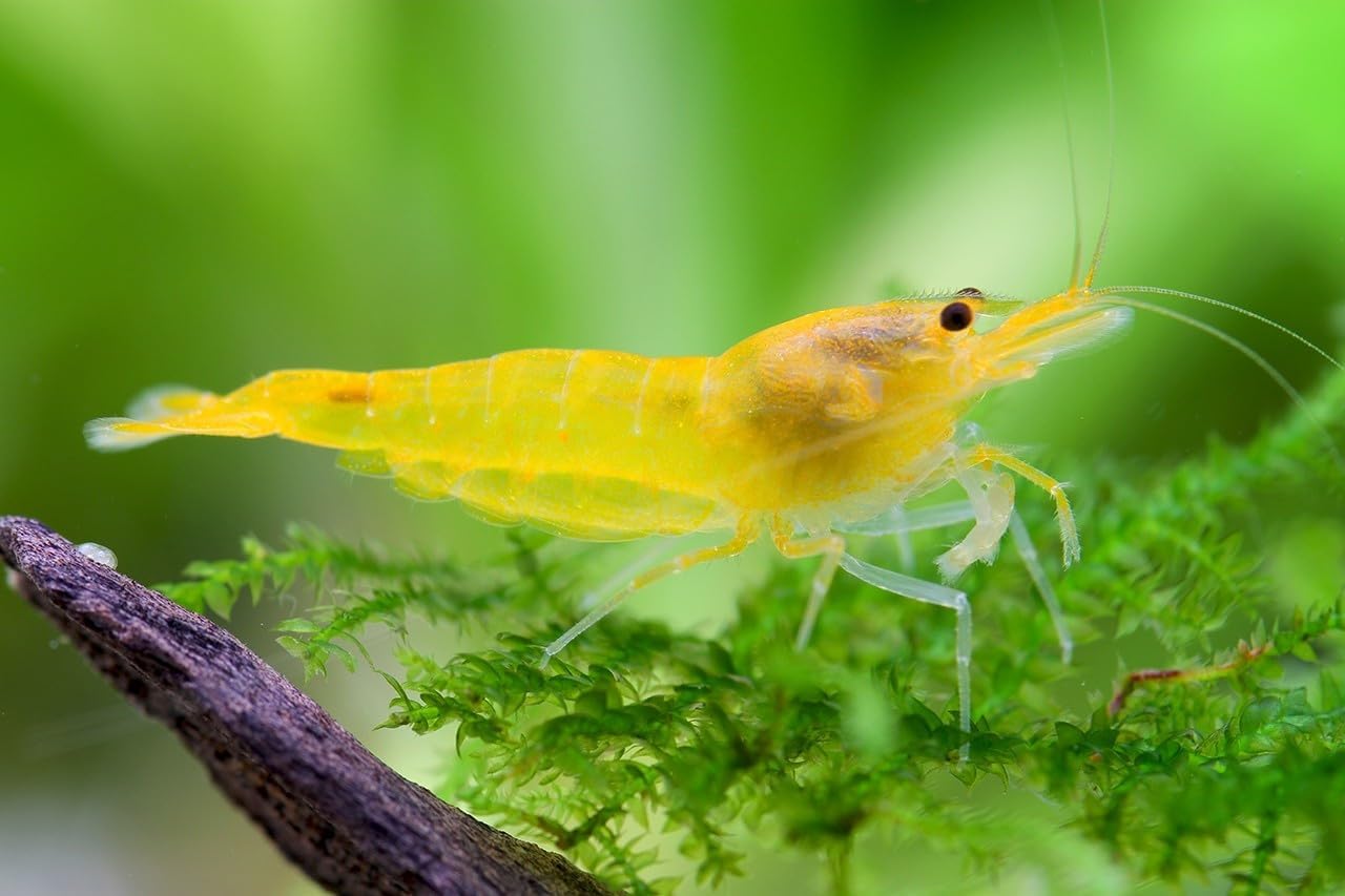 Yellow Fire Live Shrimp Algae Eater Tropical Fresh Water Live Cherry Shrimps Fish