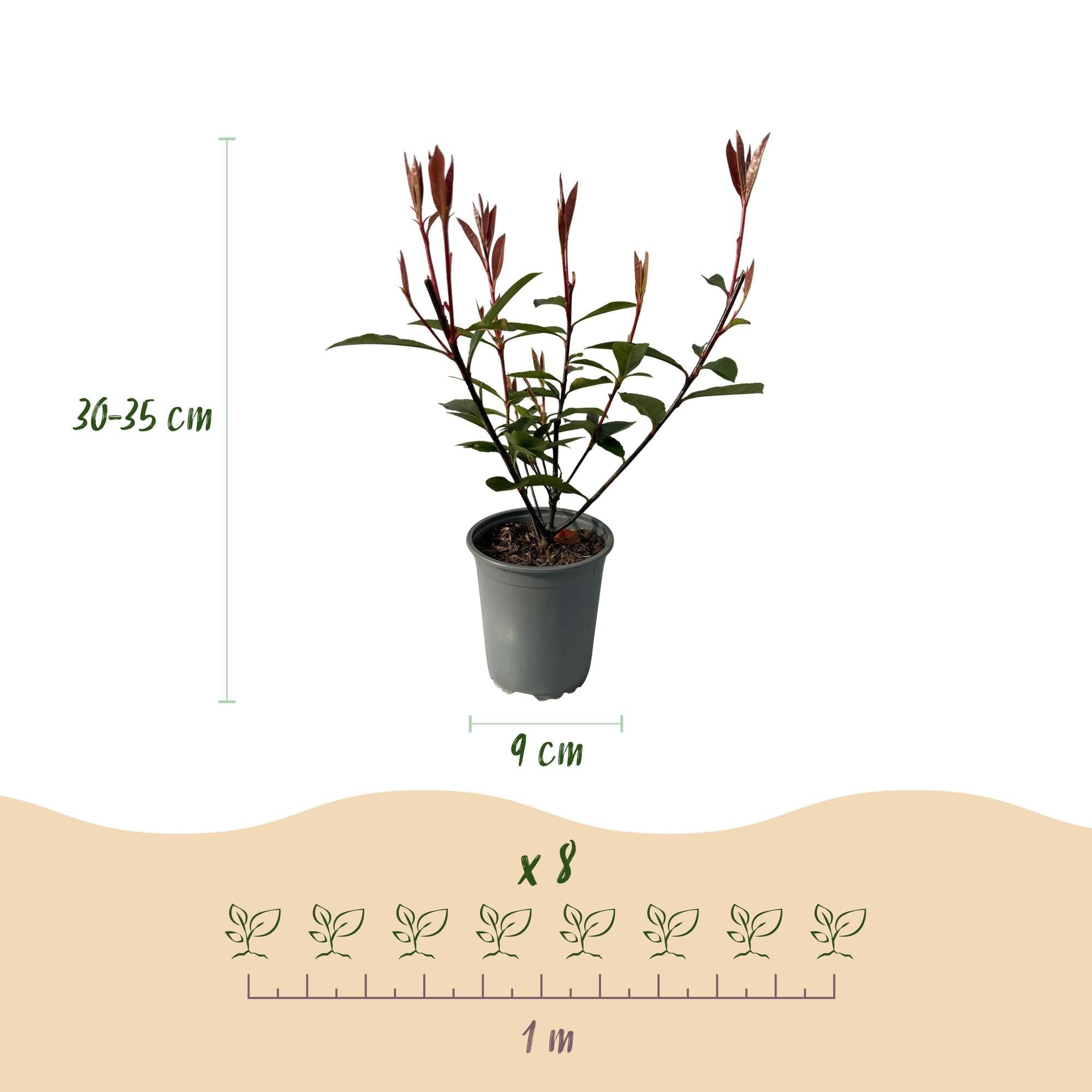 Photinia fraseri Carre Rouge połyskująca roślina, wiecznie zielone rośliny żywopłotowe, 8 roślin, 1 m, wysokość 9 cm, 30-35 cm, czerwone i zielone liście, łatwa w pielęgnacji