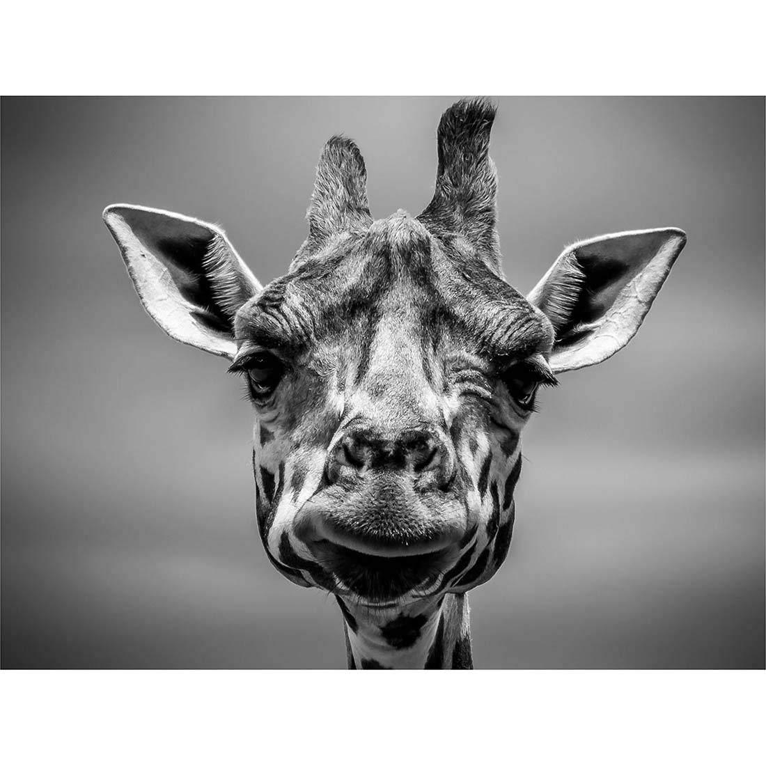 Wee Blue Coo Furlan Giraffe Head Face Art Print Poster Wall Decor 12X16 Inch