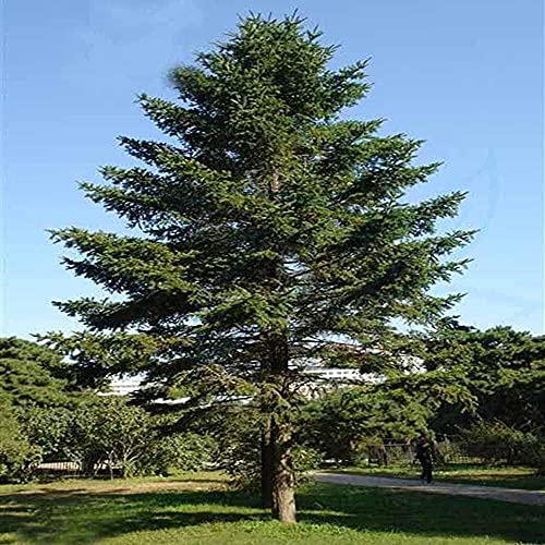 FStening 50 Pièces Vert Parfait Graines D'épicéa La Plantation D'arbres Communs En Plein Air Rend Votre Jardin Unique Attire L'attention Des Passants Cover