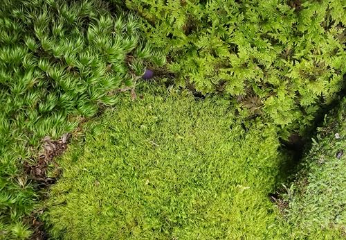 Tin Roof Treasure Value Terrarium Moss Duo, 5