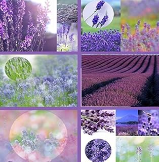 semi de Fiori freschi 100 Colore Misto semi e 100 semi de Lavanda rosa soli $ 2