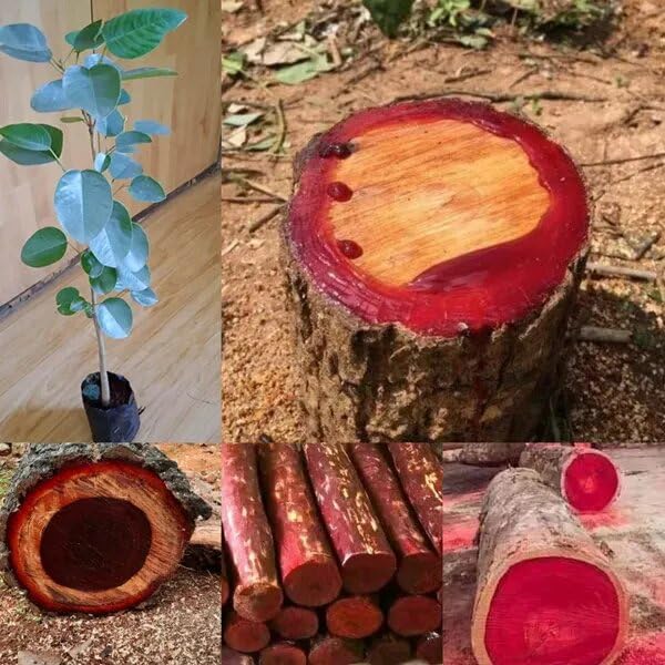 Rose Variety Red Sandalwood Live Plant – Rare Herbal Tree, Fast-Growing & Low Maintenance – Ideal for Indoor & Outdoor Gardening, Home Décor & Gifting