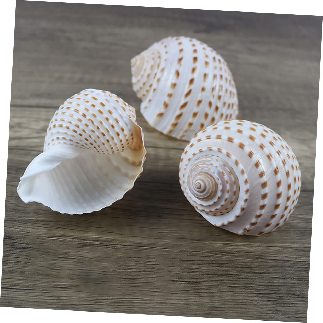 BESPORTBLE 2 Set Decorative Naturali per Decorazioni Nautiche Decor Craft E Accessori per per Creazioni da Te E Centrotavola 3 Pezzi * 2