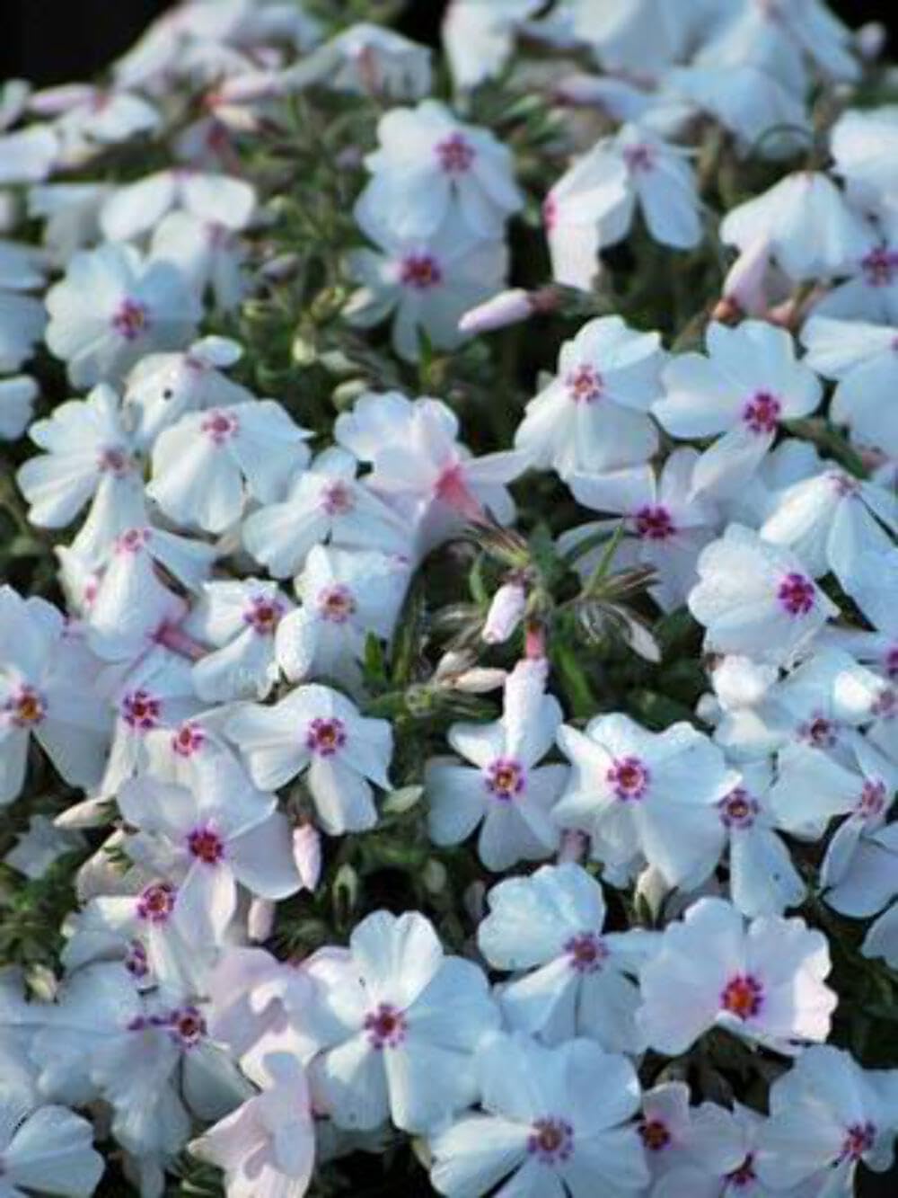 Perennial Farm Marketplace Phlox subulata 'Amazing Grace'