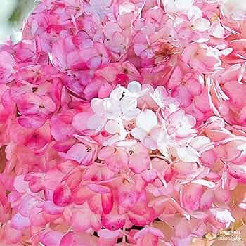 珊瑚　バシリオリベリーノ　アナリジ社 珊瑚】・バシリオ・リベリーノ - メルカリ