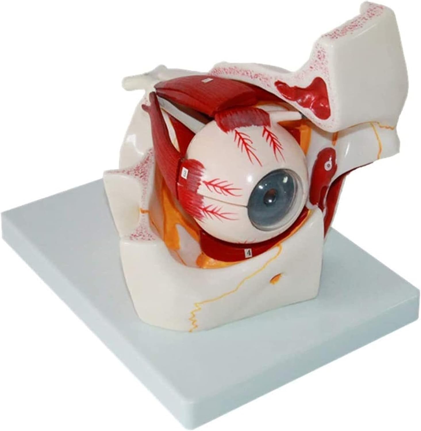 Modèle pédagogique médical pour l'anatomie du globe oculaire et cours de sciences - 5
