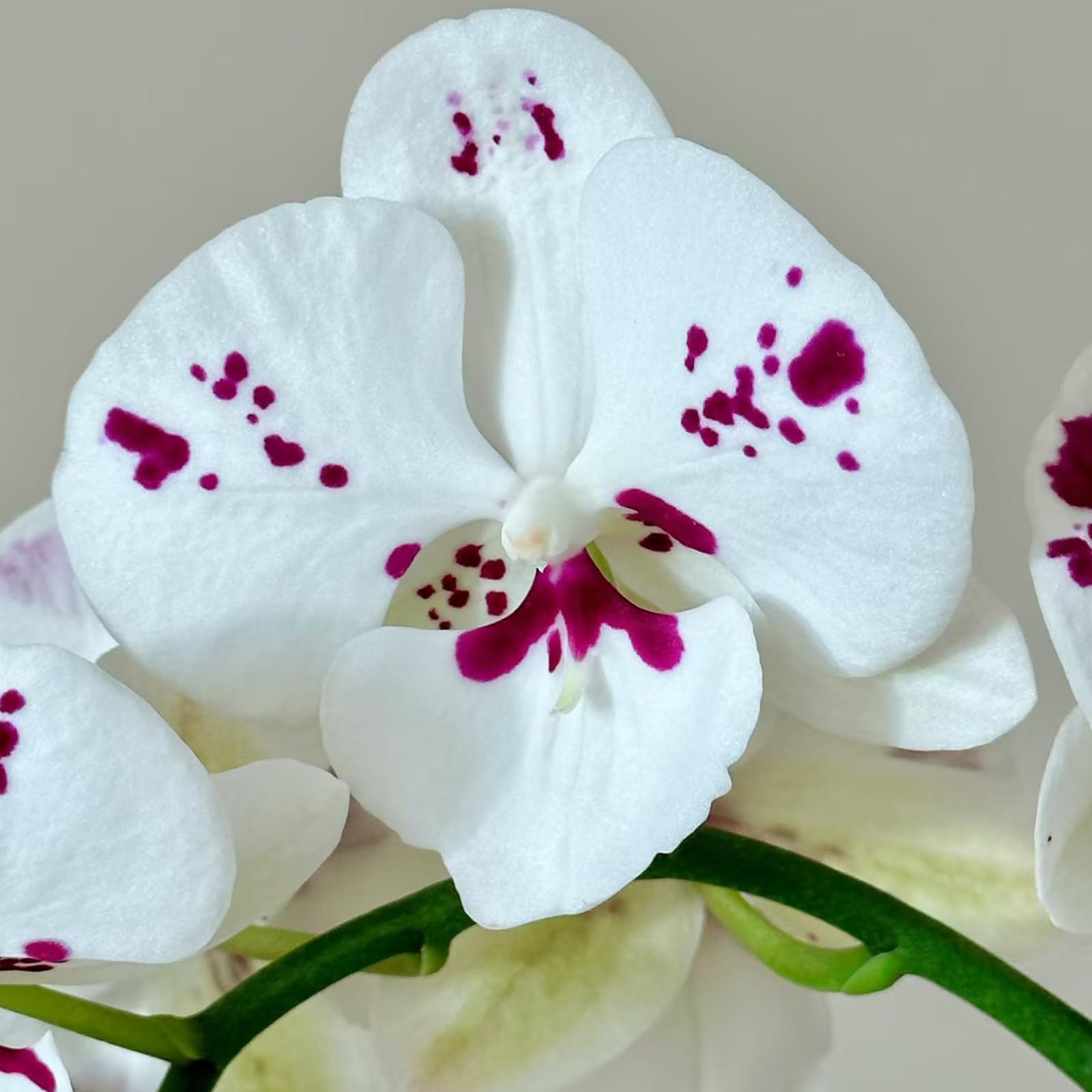 Live Baby Phalaenopsis Orchid Seedling (Bare Root, No Pot), Easy Care Small Indoor Houseplant for Home Office Desk Decor, Live Plant Gift for Plant Lovers Beginners (White,1) - 5