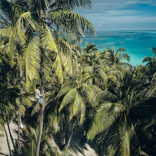 Indien &ndash; K&ouml;nigin Kokosnuss