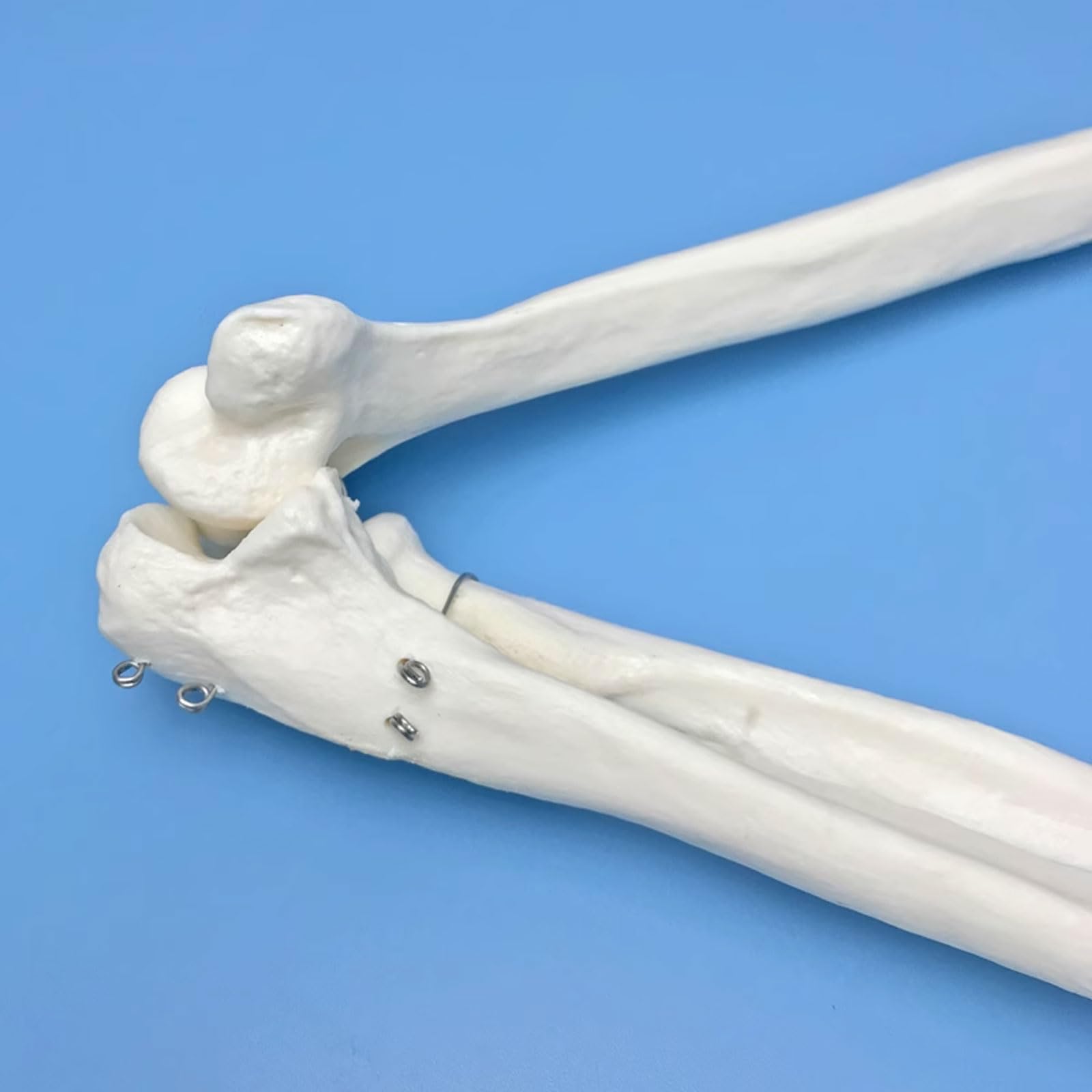 1: 1 Anatomiczny szkielet łopatki ludzkiej górnej kończyny Model Medyczne materiały dydaktyczne Model ramienia Zasoby medyczne