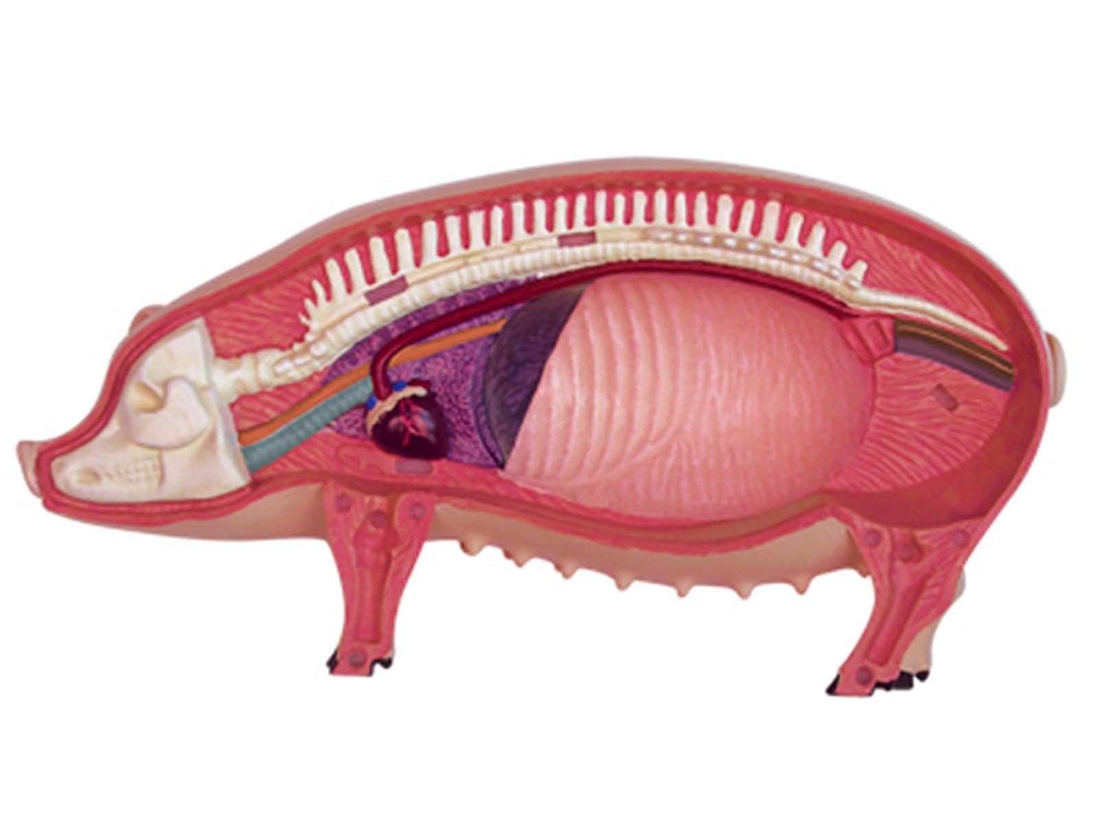 AMITD Modello anatomico di maiale 4D, modello di anatomia scheletrico, modello di anatomia animale - 19 organi staccabili parti del corpo modello animale - modello educativo per dimostrazione medica