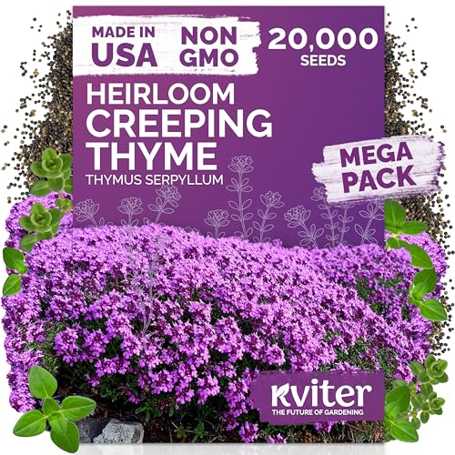 KVITER 20,000 Creeping Thyme Seeds (Thymus Serpyllum) – Wild Thyme, Aromatic Ground Cover, Purple Perennial Flower Seed Packets – Great Non GMO Herb Seeds for Outdoor Garden, Landscapes & Paths