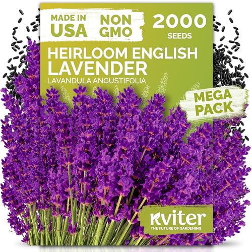 KVITER 2000 English Lavender Seeds for Planting Outdoor...