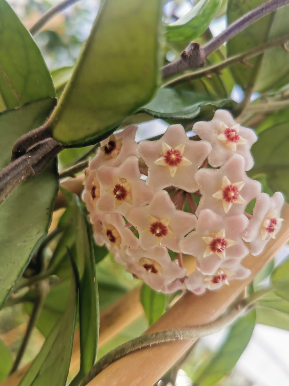 Pianta di Hoya Carnosa Fiori di cera-porcellana Pink, vs20 H110cm