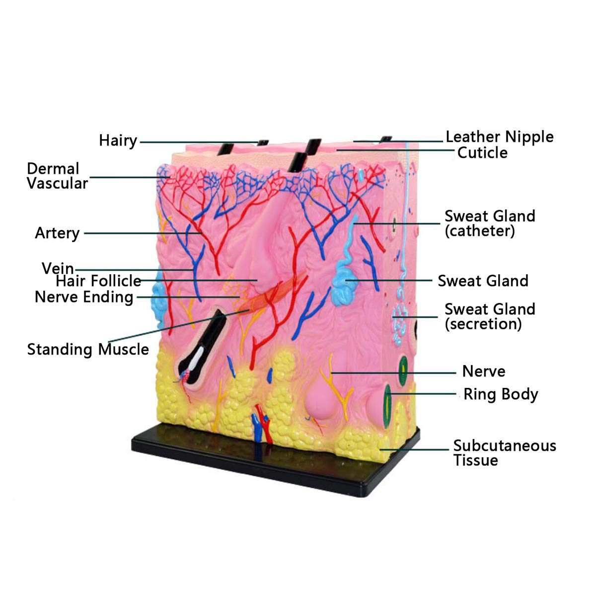 Medyczny anatomiczny Modele medyczne skóry, naukowy anatomiczny Modele medyczne skóry ludzkiej, materiał PCW Modele medyczne anatomii skóry do demonstracji nauczania w klasie naukowej