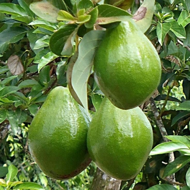 Avocado Plant, Fresh Fruit, Live Butter Boot7 Americana Healthy 1 Plant 1-1.5 Ft Height in Nursery Grow Bag for Home Garden (B0D4JTRGNB) Amazon Price History, Amazon Price Tracker