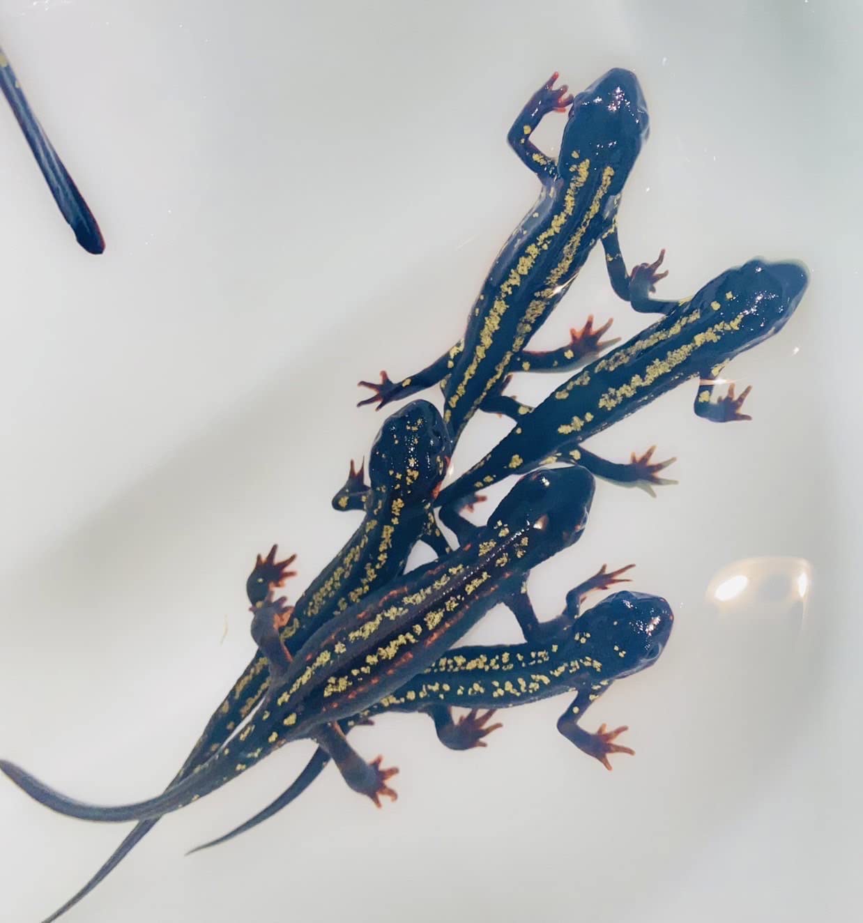 沖縄シリケンイモリ ペア、金魚入荷