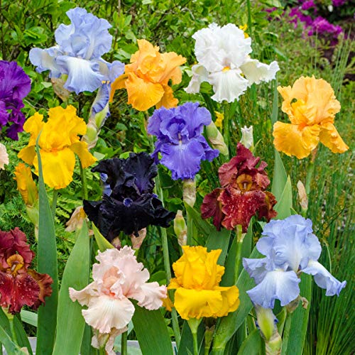 My Favorite Best Reblooming Irises On The Market BNB