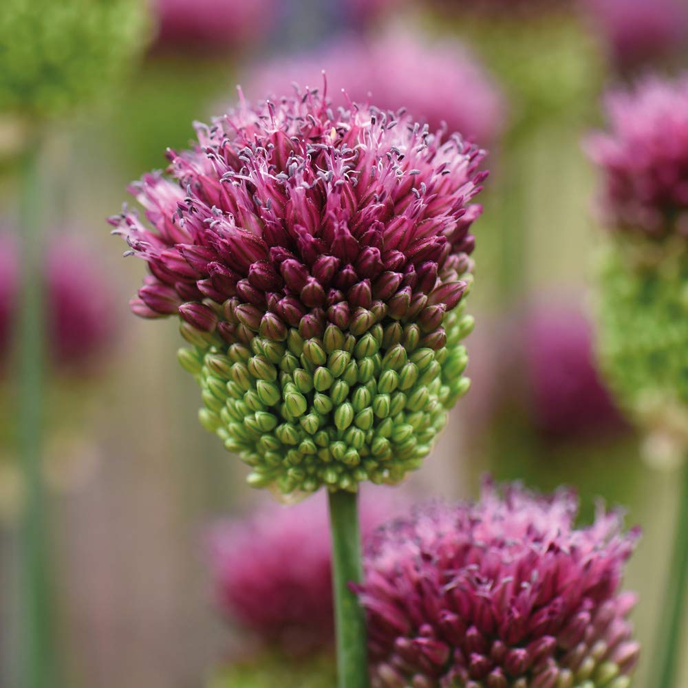 View 5