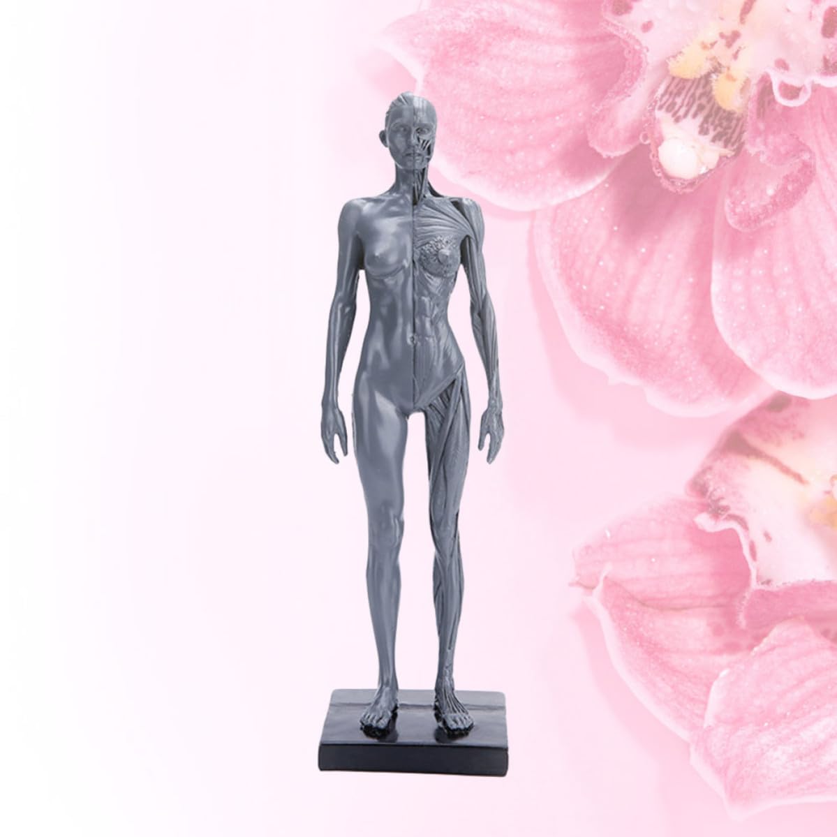 HEMOTON Modèle Anatomique Musculaire en Résine Haute Précision pour Enseignement, Accessoire Éducatif du Corps Humain pour Activités Célébratives