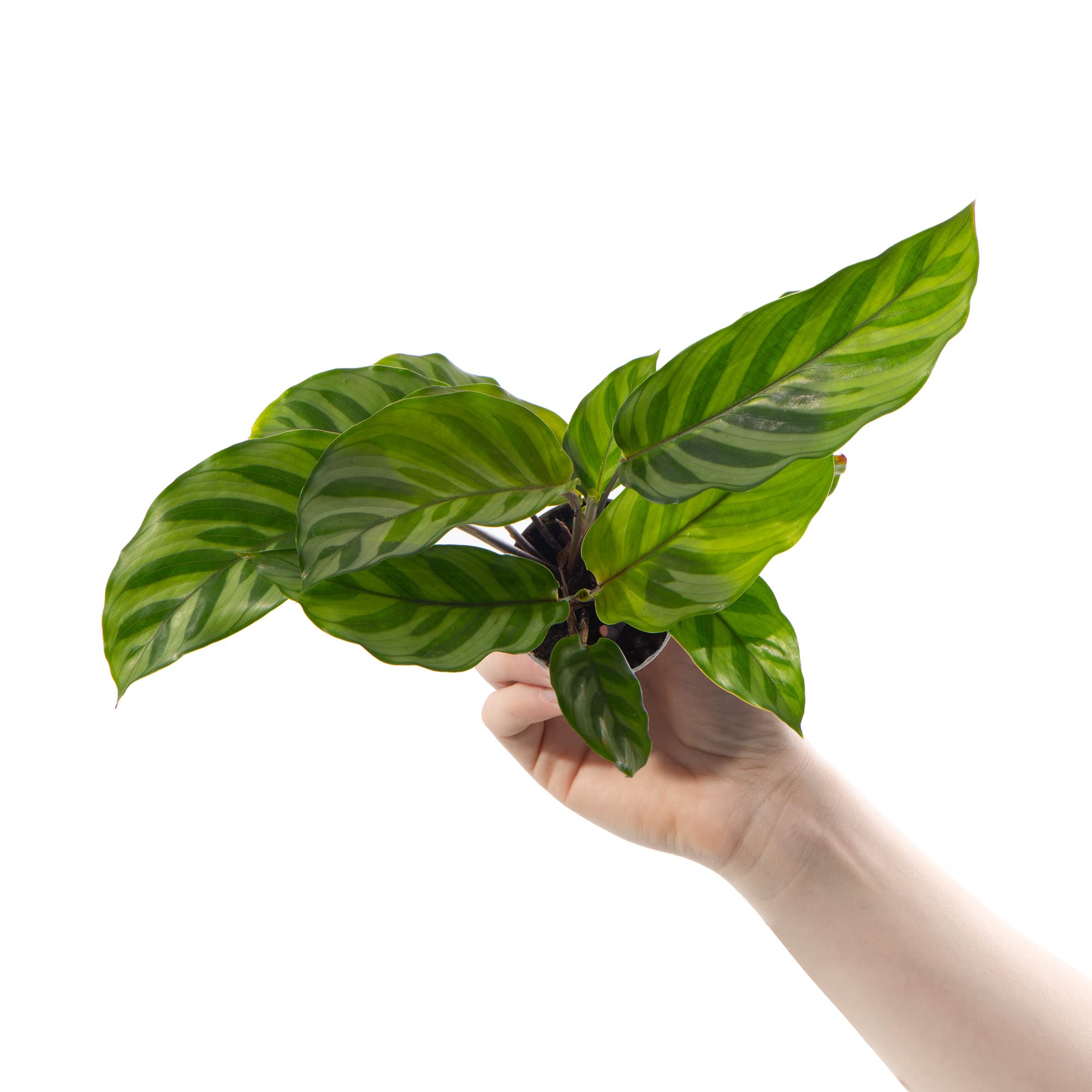 Baby Zebra Pflanze Calathea Freddie Tropisch gestreifte Zimmerpflanze im  6cm Topf : Amazon.de: Garten