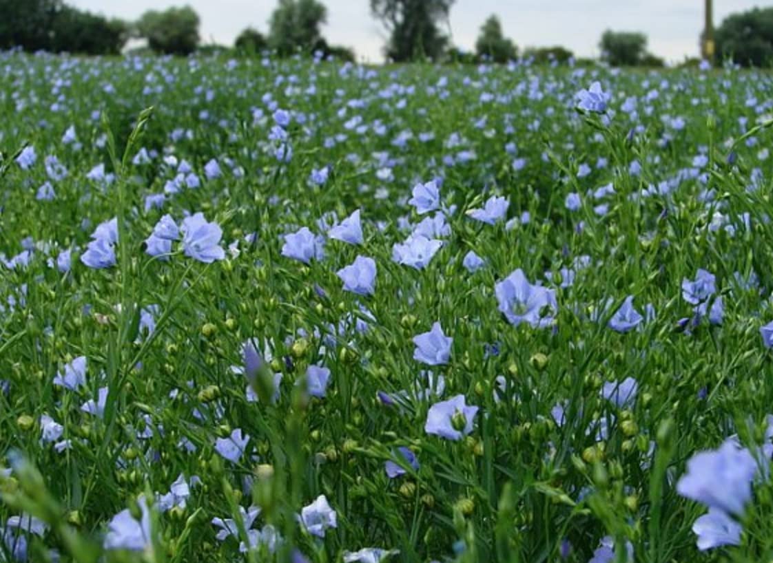 Linum usitatissimum Common Flax Wildflower Linseed Planting Linseed Seed kg (1kg)