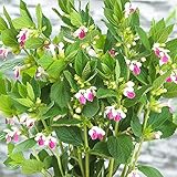 Melittis Royal Velvet Distinction Honigbalsam ist ein mehrjähriger Strauch mit lila Blüten.