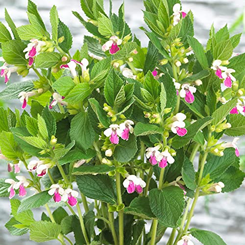 Melittis Royal Velvet Distinction Honigbalsam ist ein mehrjähriger Strauch mit lila Blüten.