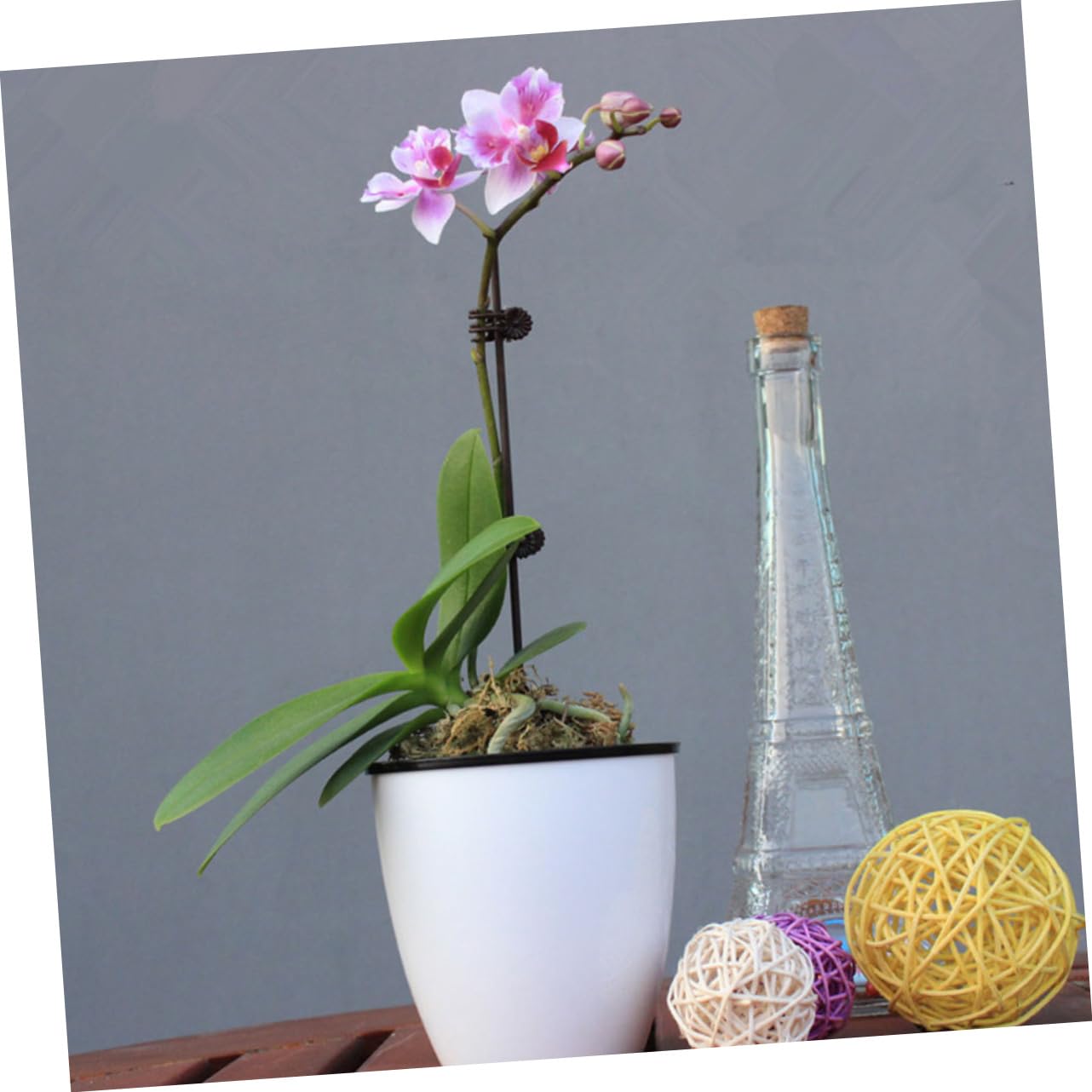 BESTonZON 2 Sätze Orchideen Clips Langlebige Pflanzensicherungsclips Kunststoff Für Gartenbedarf Zur Unterstützung Von Orchideen Und Pflanzenstängeln Braun 150 Stück * 2