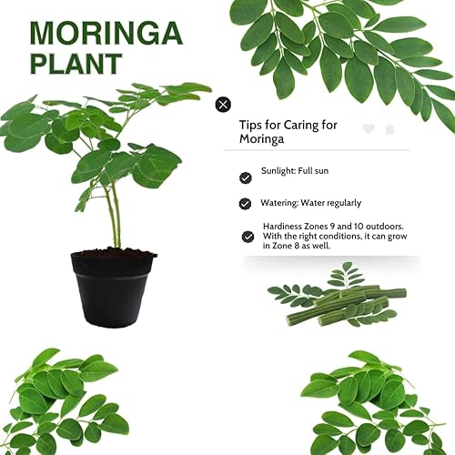 Miniatura 3 de 2 baquetas de rábano picante Moringa Oleifera Plantas de árbol vivo en maceta de 4 inc, hierba Malunggay de 6 a 8 Inc de alto caducifolio para