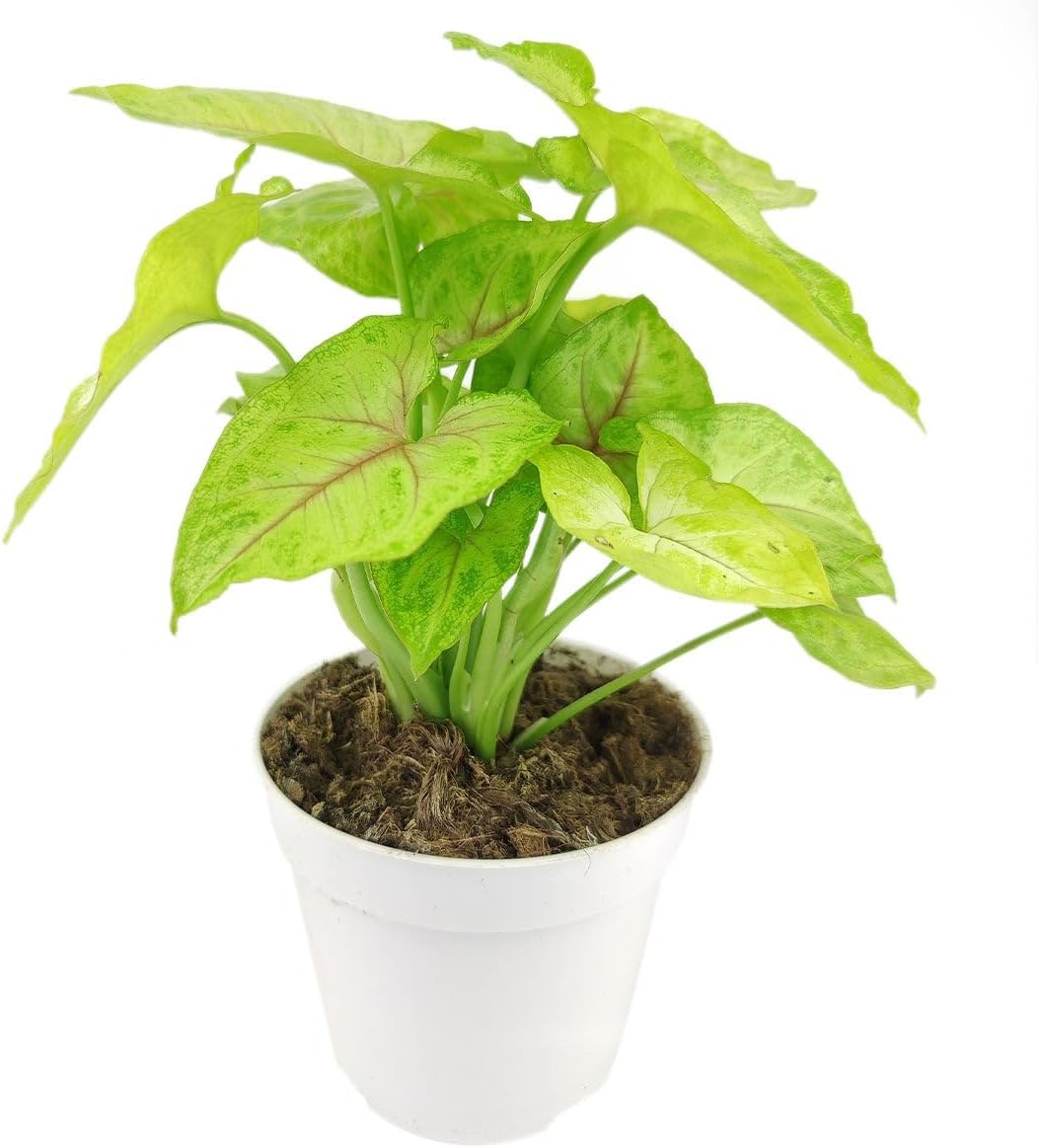 Peperomia Watermelon (4" Terracotta Pot) - Medium to Bright Light Air-Purifying Houseplant - Live, Easy to Care, Easy to Grow Houseplant - Best Indoor Plant for Home and Office Decoration