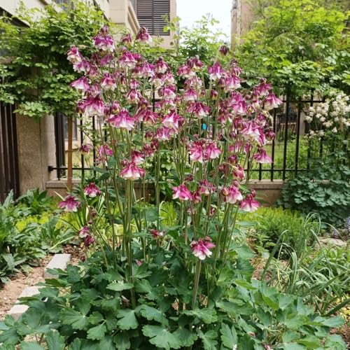 Columbine Seeds, pollinator Garden Essential, Butterfly Habitat, Backyard Ecosystem Builders 450pcs